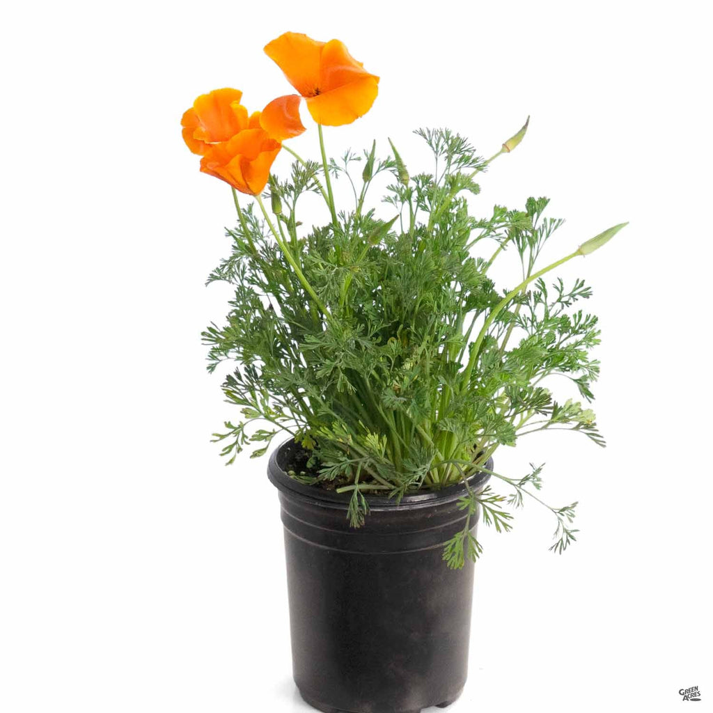 where to buy pot plants in california California Poppy — Green Acres Nursery & Supply