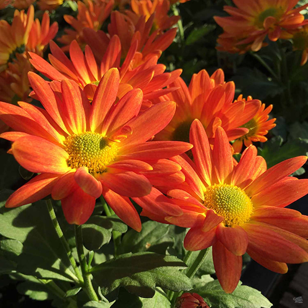 daisy like plants for pots Pot Mums — Green Acres Nursery & Supply