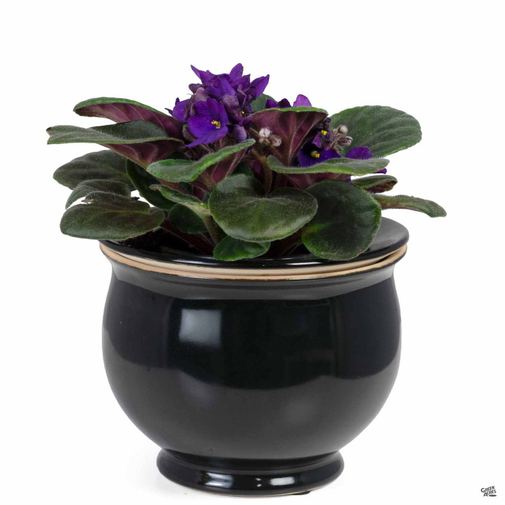 african violet planter pots African Violet Self-Watering Pot — Green Acres Nursery & Supply