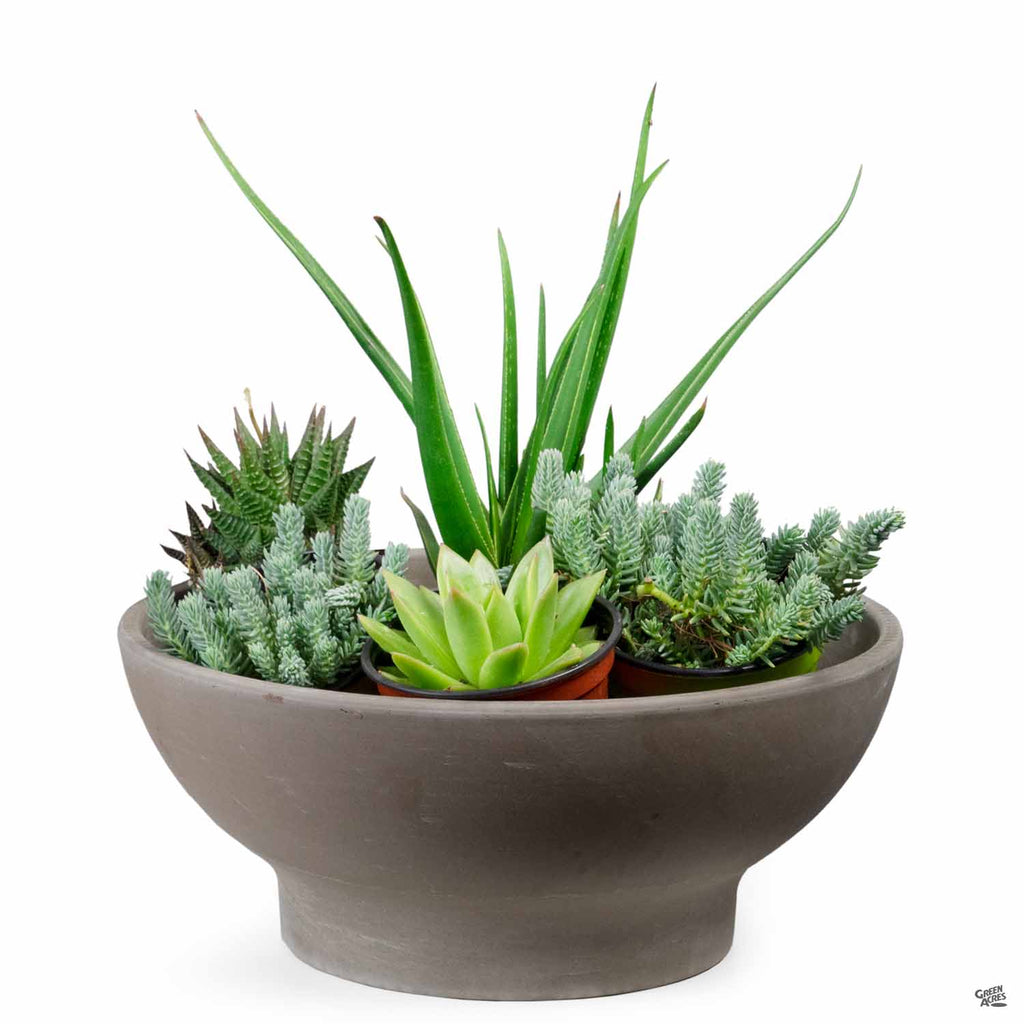 German Planter Bowl Clay Pot Chocolate Marbled — Green Acres