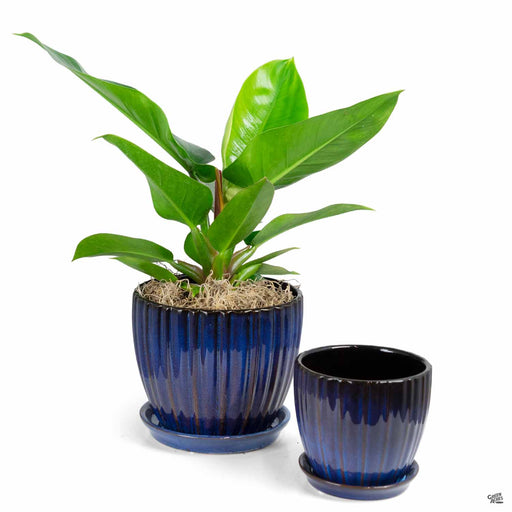 Lady Jane Cup Pot Stormy Night Group with Plant