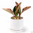 PacHome Cylinder with Attached Saucer 5 inch in White with Peperomia 'Ginny'