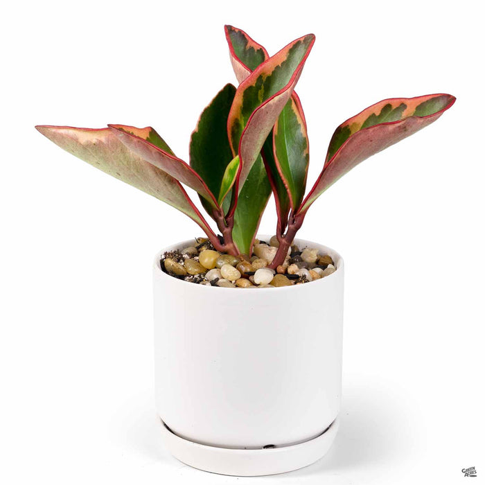 PacHome Cylinder with Attached Saucer 5 inch in White with Peperomia 'Ginny'