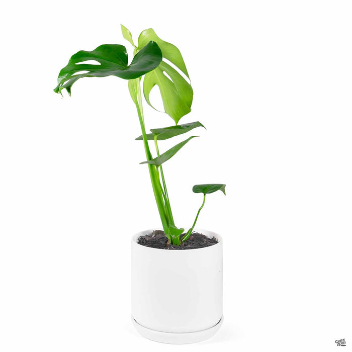 PacHome Cylinder with Attached Saucer 7 inch in White with Monstera