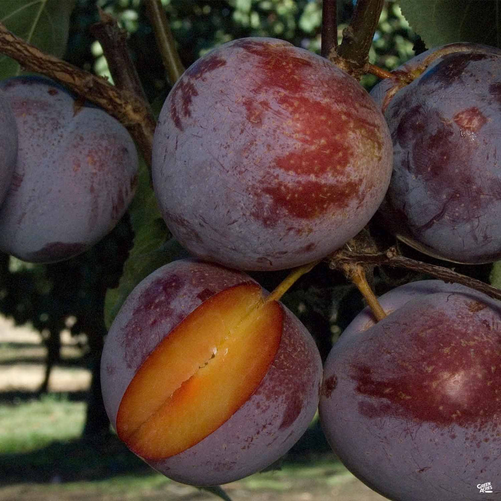 Flavor King Pluot® Interspecific Plum — Green Acres Nursery & Supply