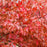 Red Oak Quercus rubra