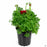Ranunculus 1 gallon Red