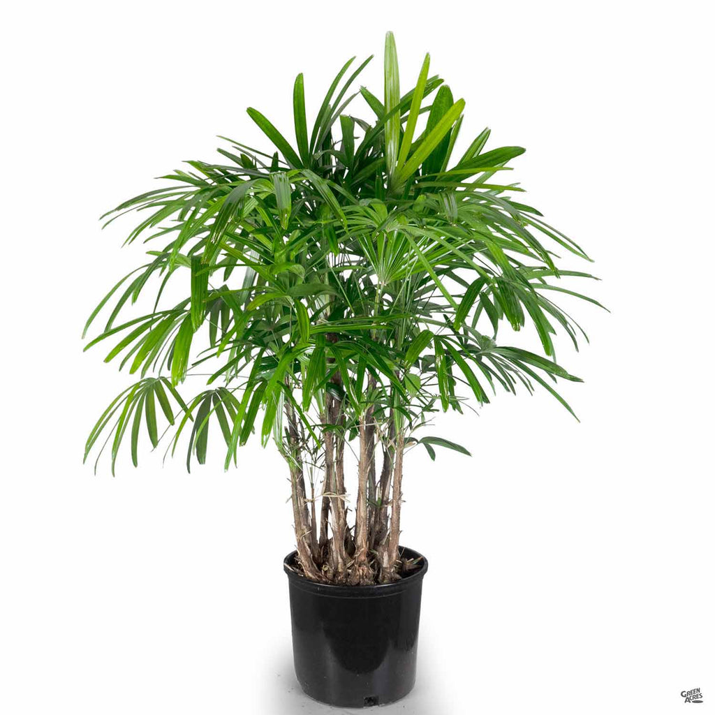 lady palm house plant Lady Palm — Green Acres Nursery & Supply