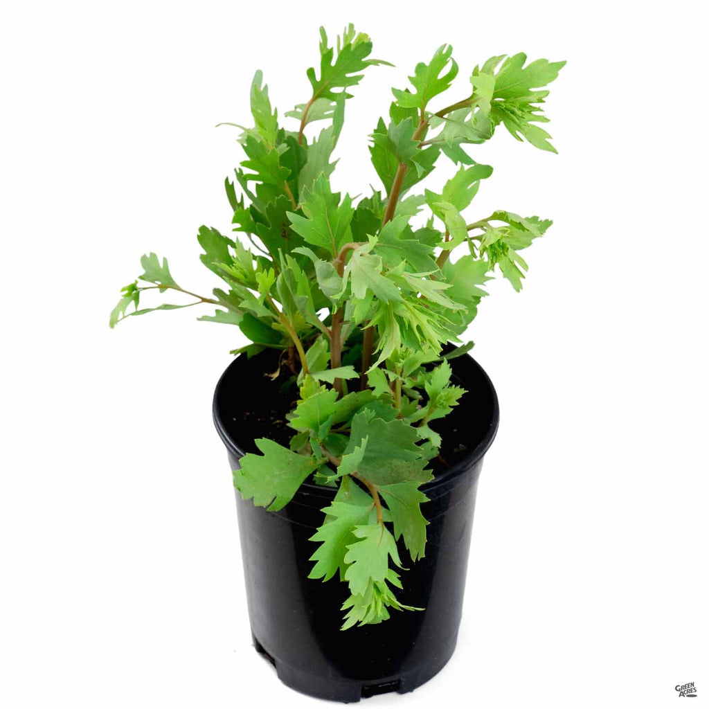 potted poppy plants for sale Matilija Poppy / Fried Egg Poppy — Green Acres Nursery & Supply