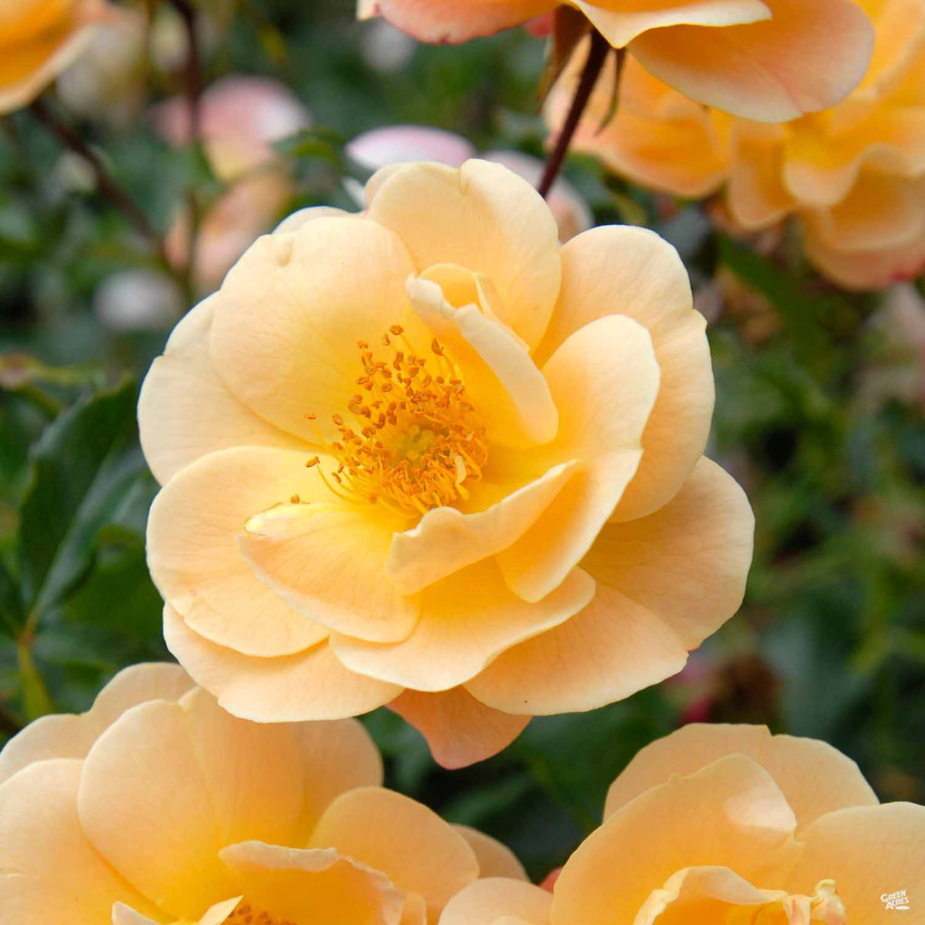Flower Carpet® Amber Rose — Green Acres Nursery & Supply