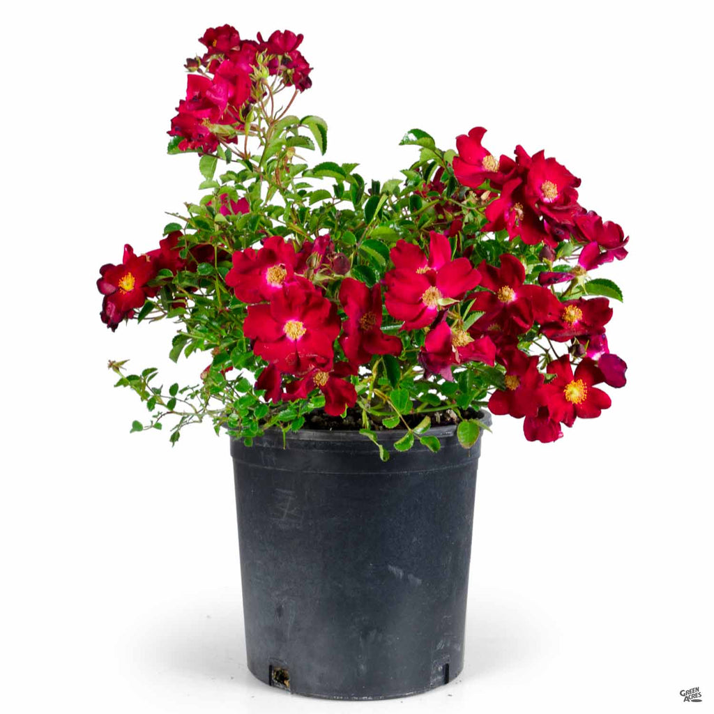Landscape Rose 'Red' — Green Acres Nursery & Supply