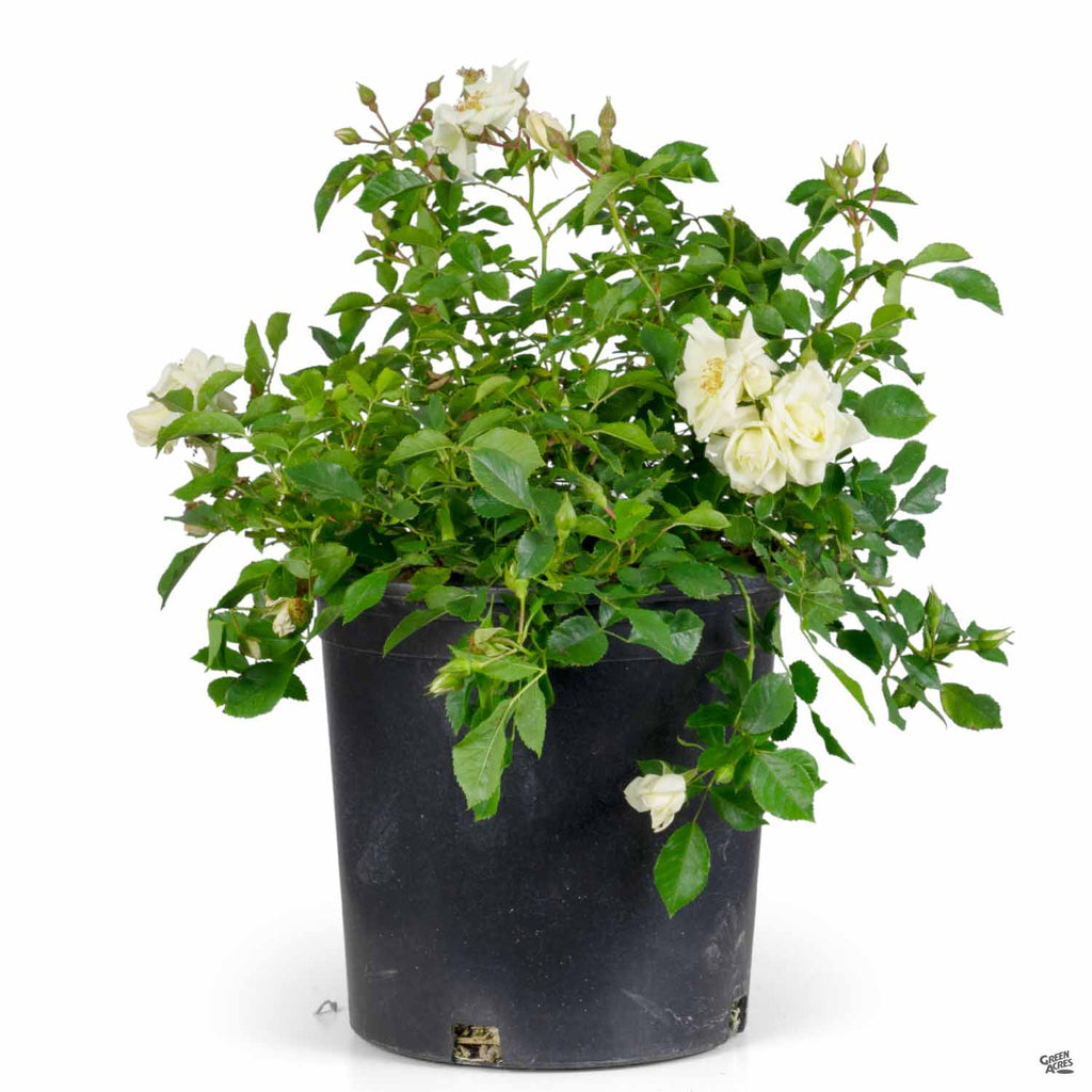 white rose potted plant Landscape Rose 'White' — Green Acres Nursery & Supply