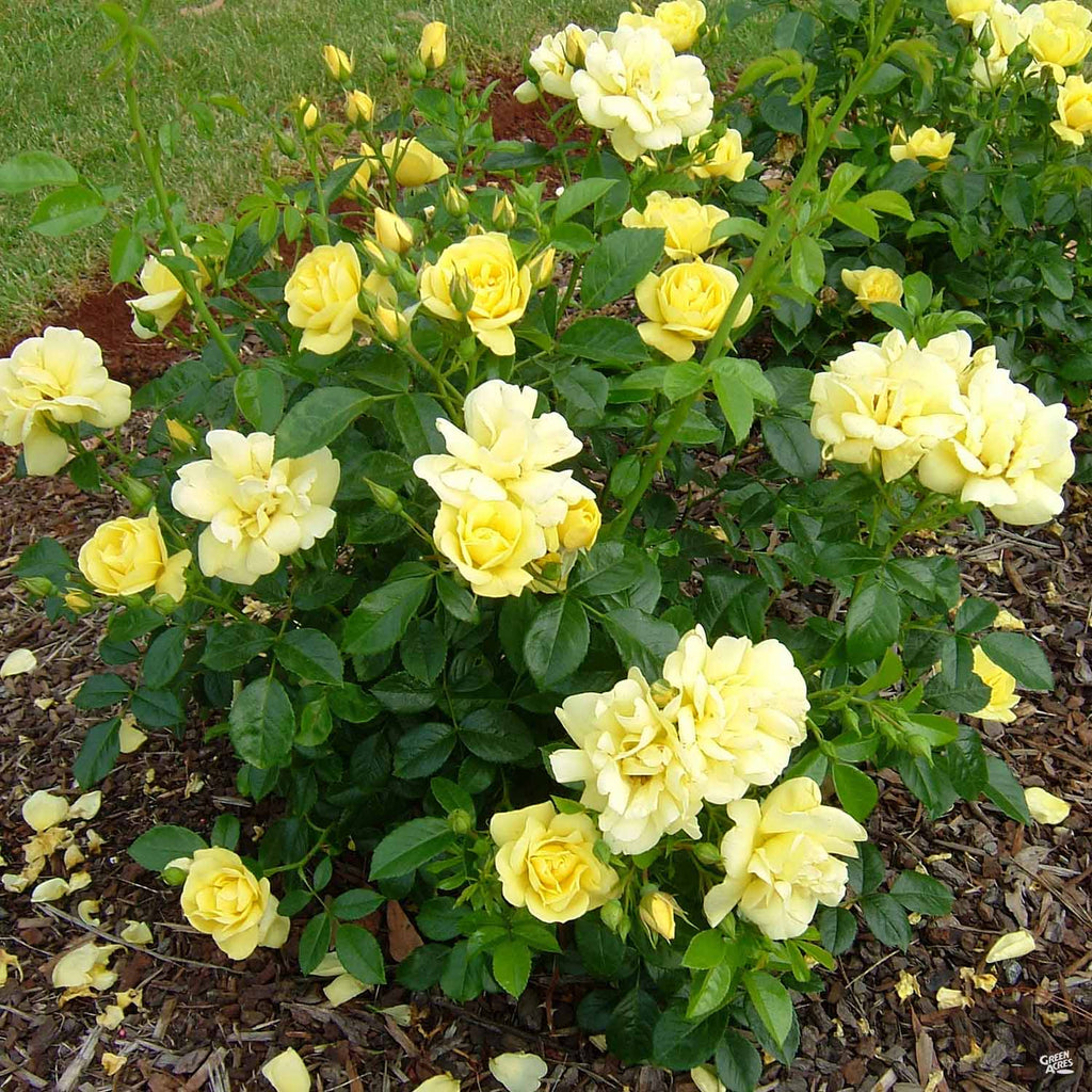 Flower Carpet® Yellow Rose — Green Acres Nursery & Supply