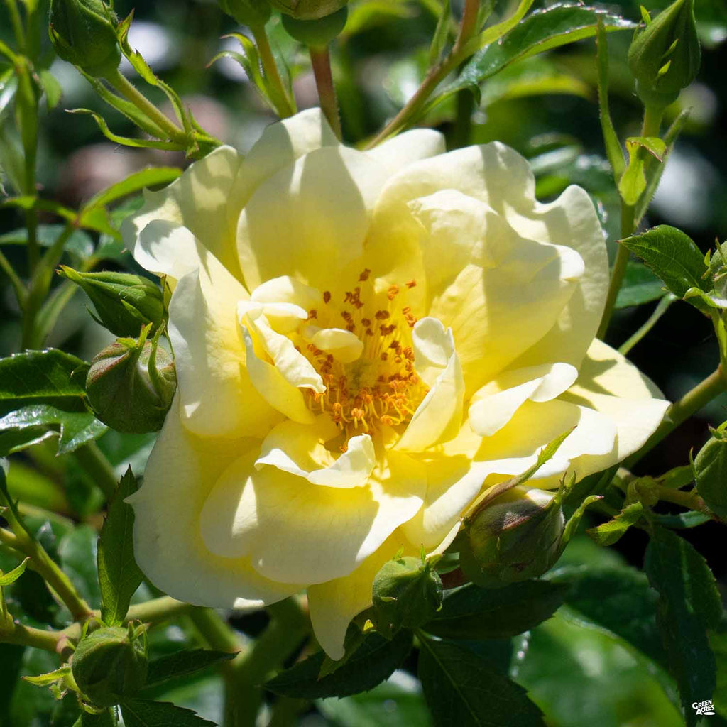 climbing yellow rose bush