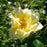 Yellow Flower Carpet Rose