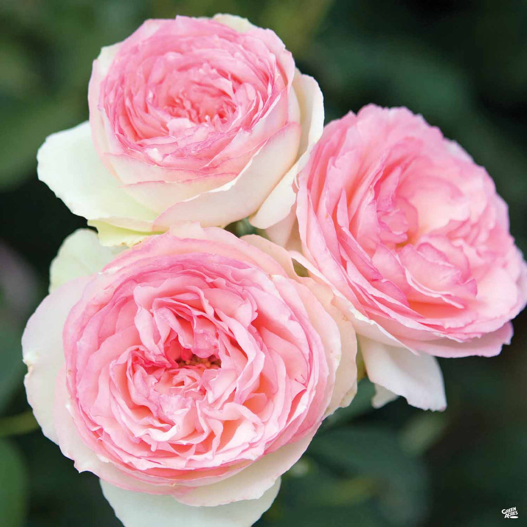 Eden® Climbing Rose — Green Acres Nursery & Supply