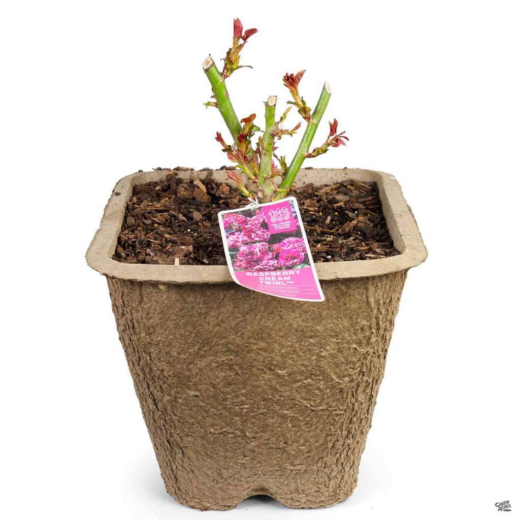 Raspberry Cream Twirl™ - Star® Roses and Plants