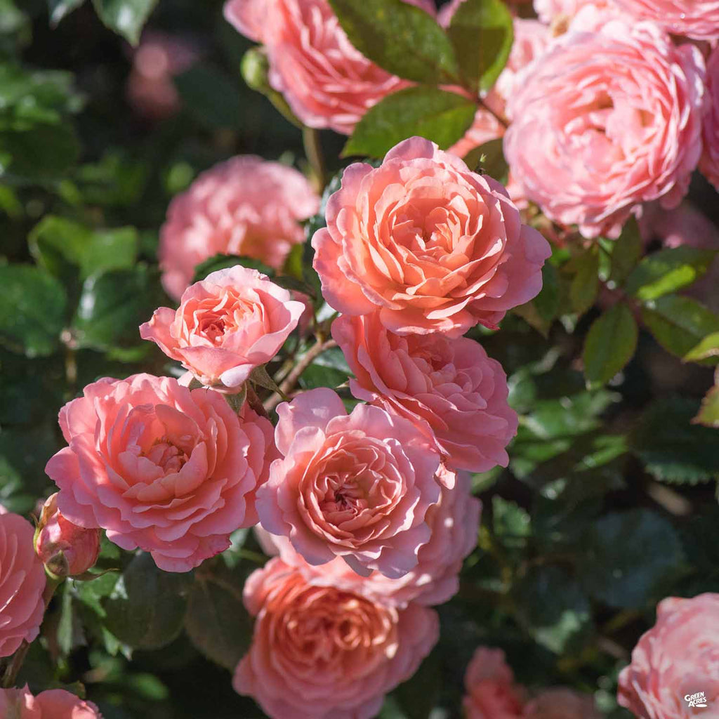 Apricot Drift® Rose — Green Acres Nursery & Supply