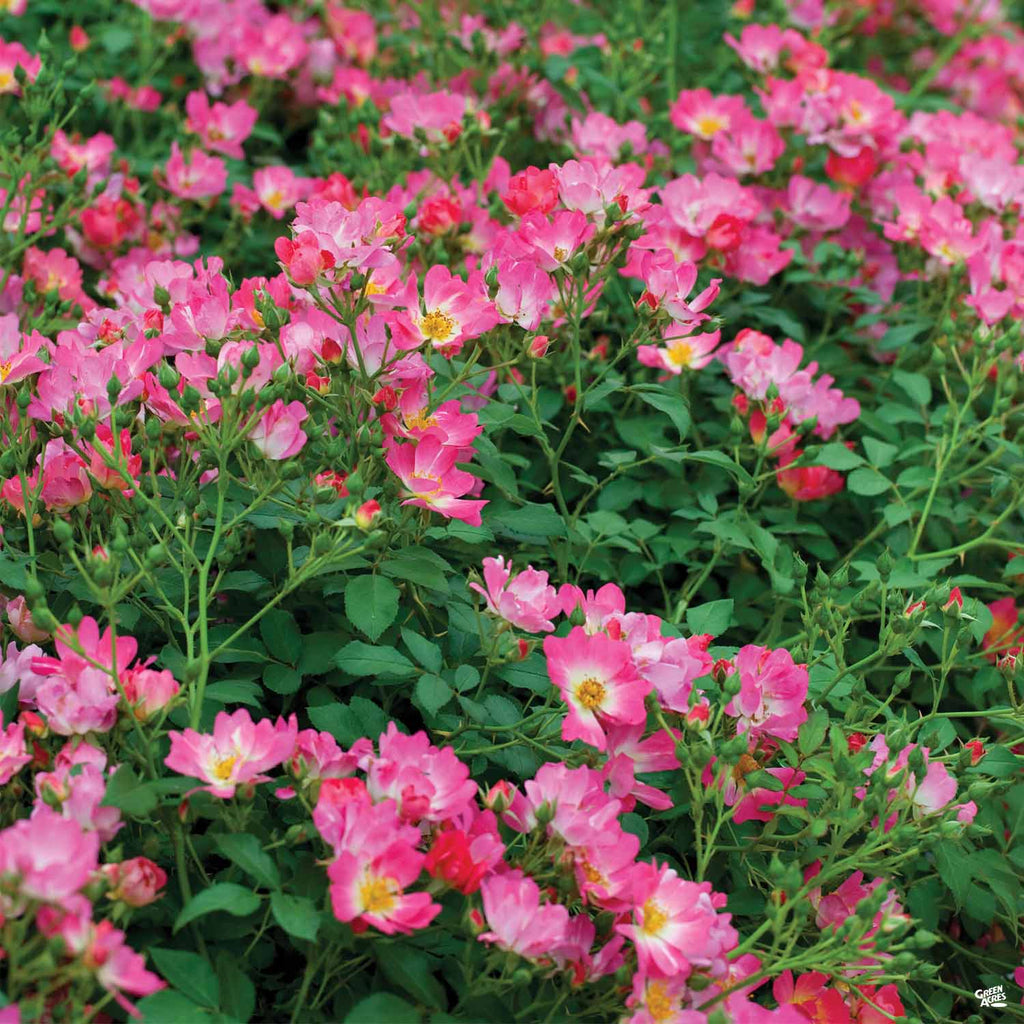 Pink Drift® Rose — Green Acres Nursery & Supply