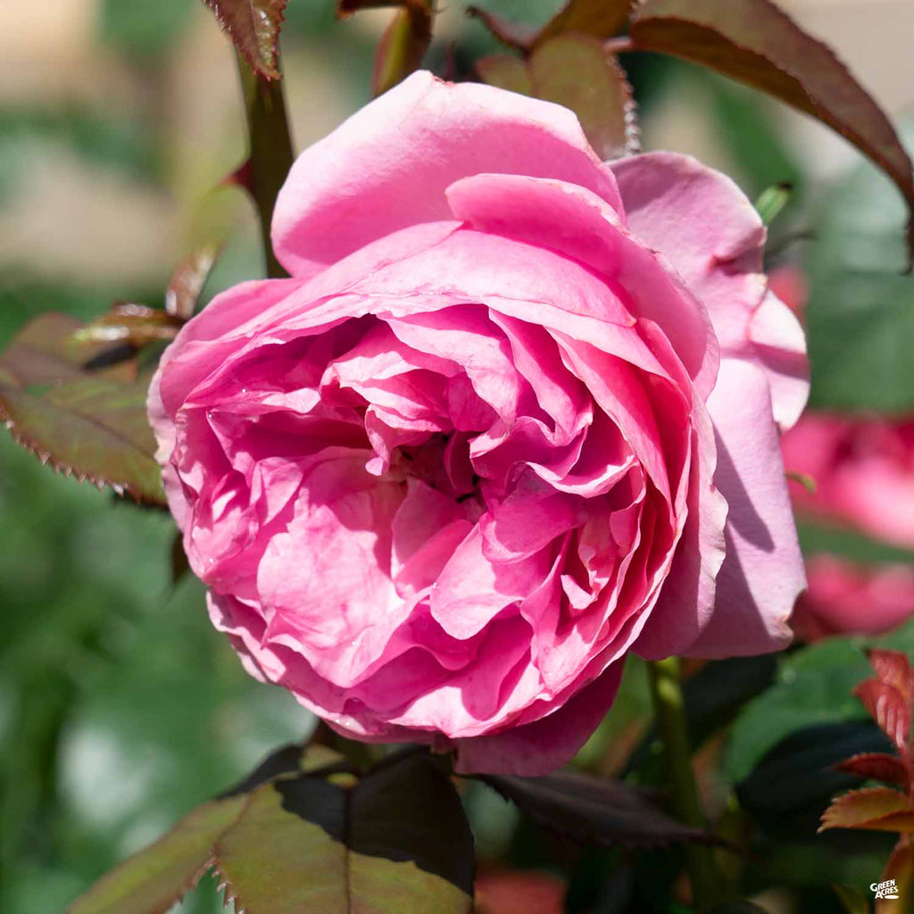 All Dressed Up™ Rose — Green Acres Nursery & Supply
