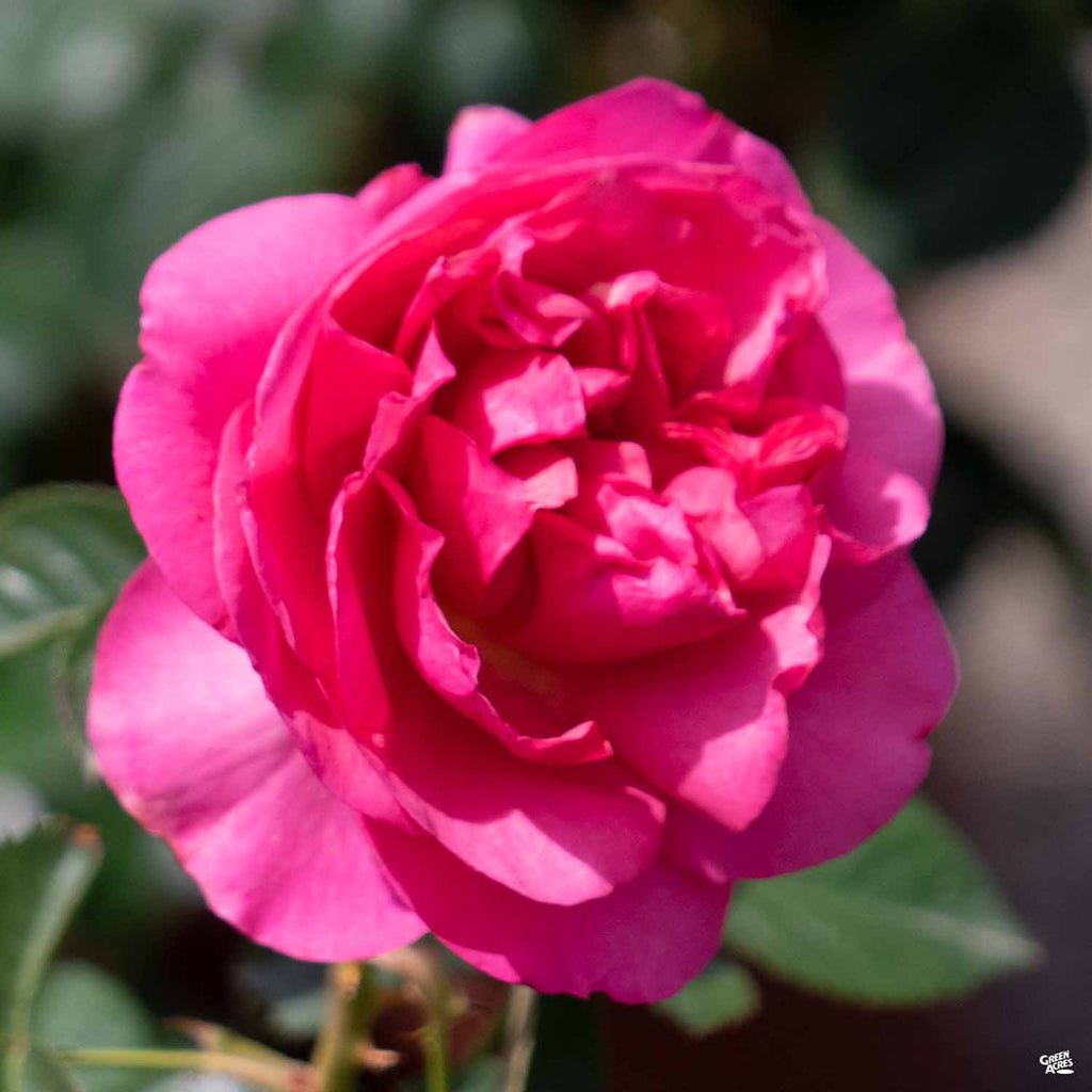 all dressed up rose All Dressed Up™ Rose — Green Acres Nursery & Supply