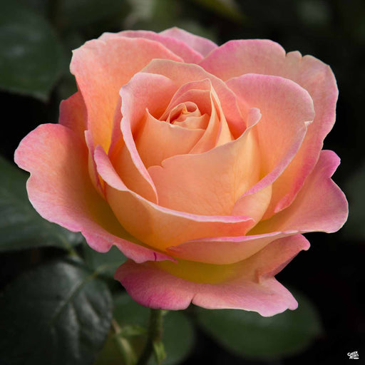 'Elle' Hybrid Tea Rose
