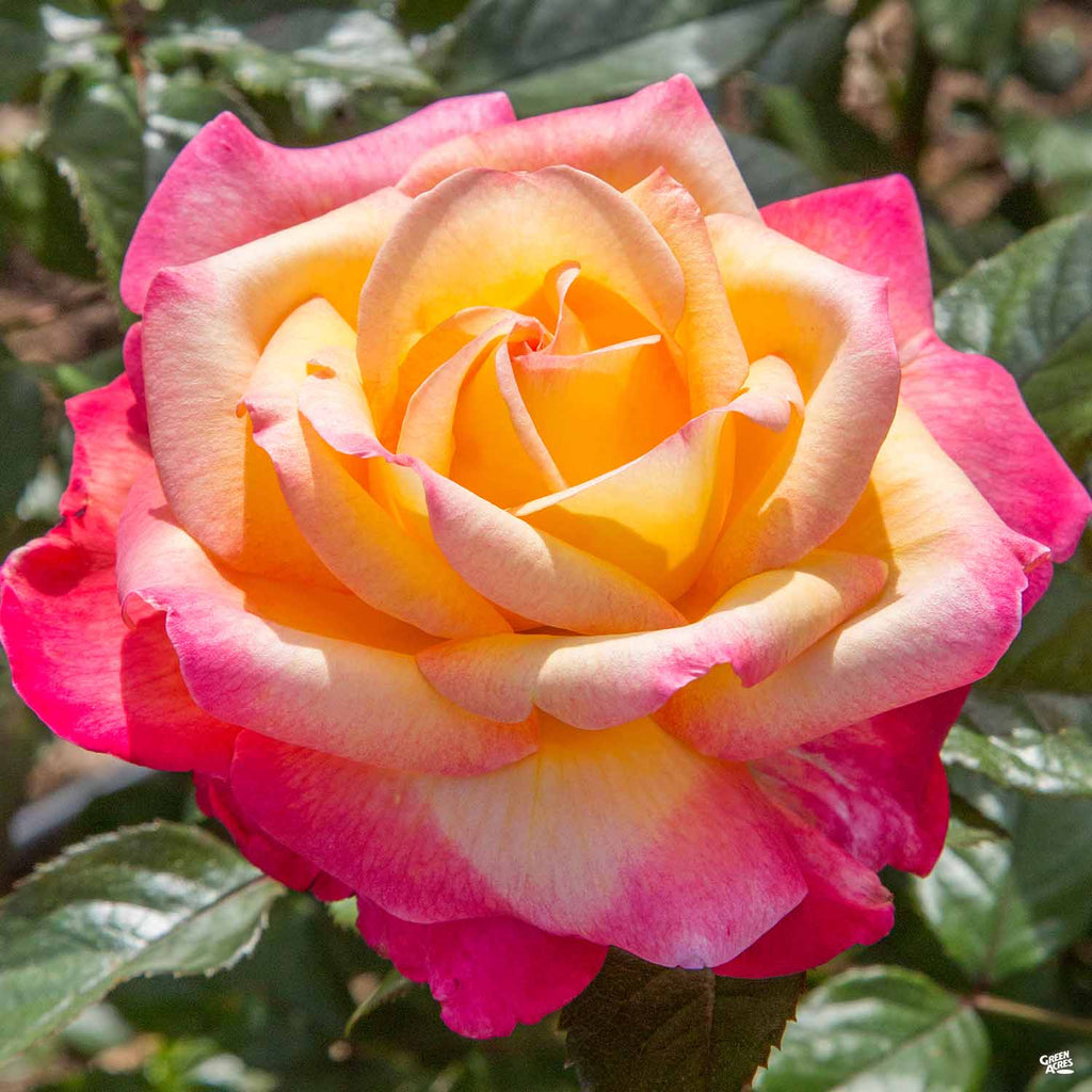 Enchanted Peace™ Rose — Green Acres Nursery & Supply