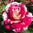 'Neil Diamond' Hybrid Tea Rose