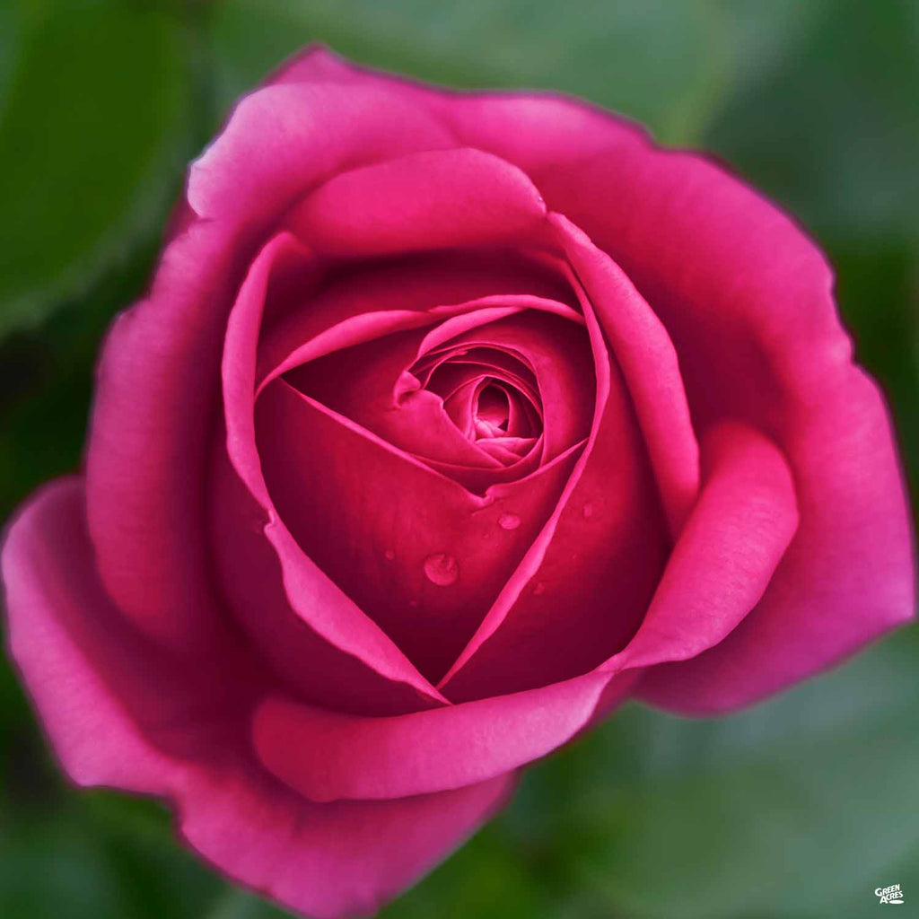 Stiletto™ Hybrid Tea Rose, Hybrid Tea Roses: Edmunds' Roses