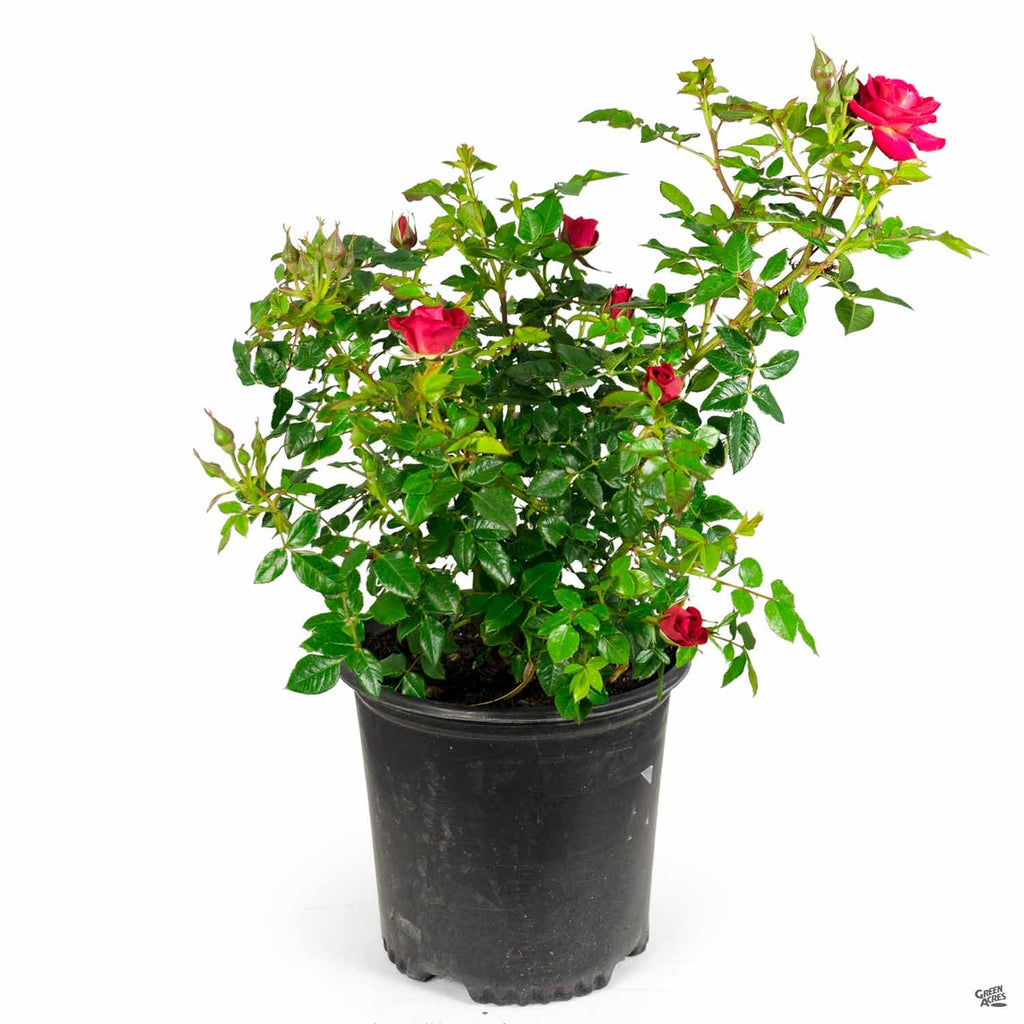 Be My Baby™ Miniature Rose Green Acres Nursery & Supply Be My Baby™ Miniature Rose Green Acres Nursery & Supply