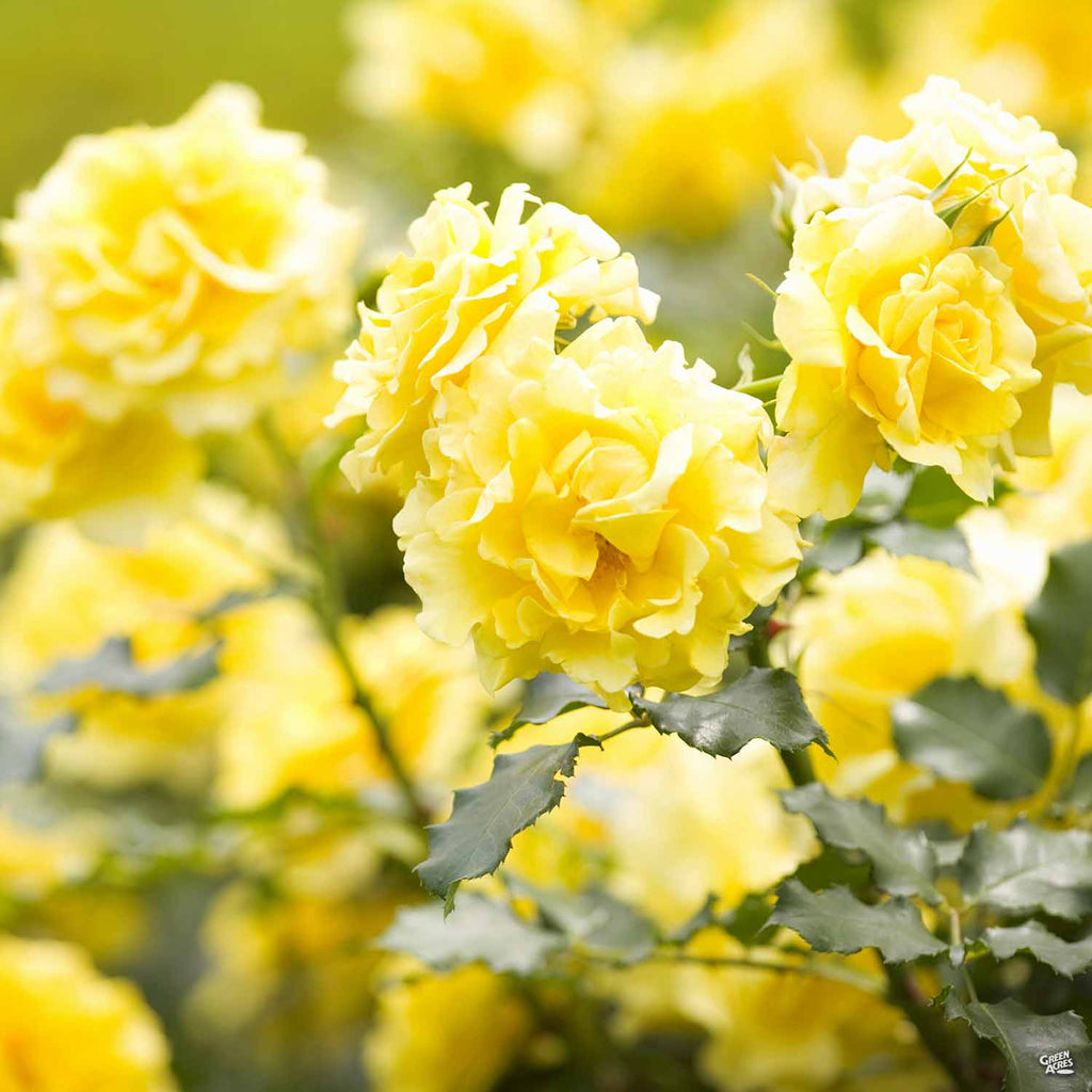 mini indoor rose plant Miniature Rose 'Lemon Drop' — Green Acres Nursery & Supply