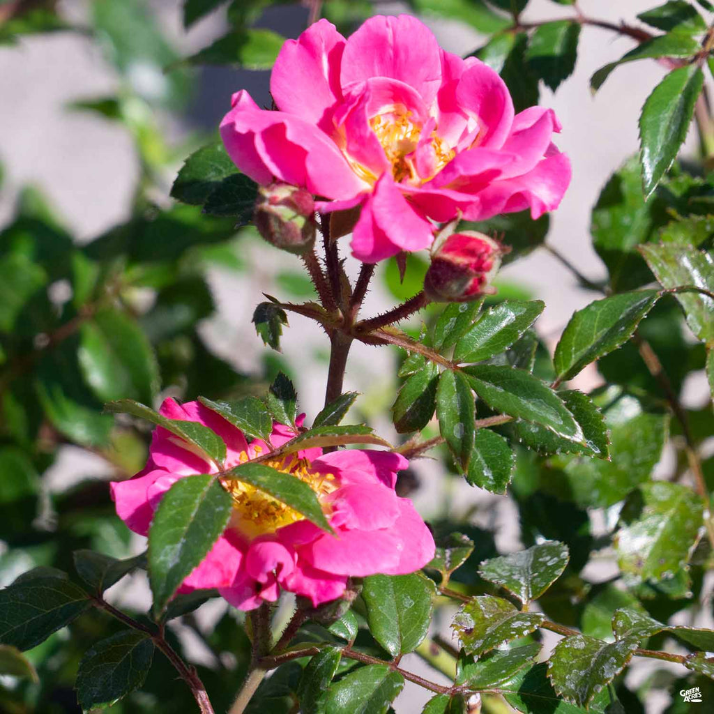 Rosa_OsoEasy_DoublePink_1024x1