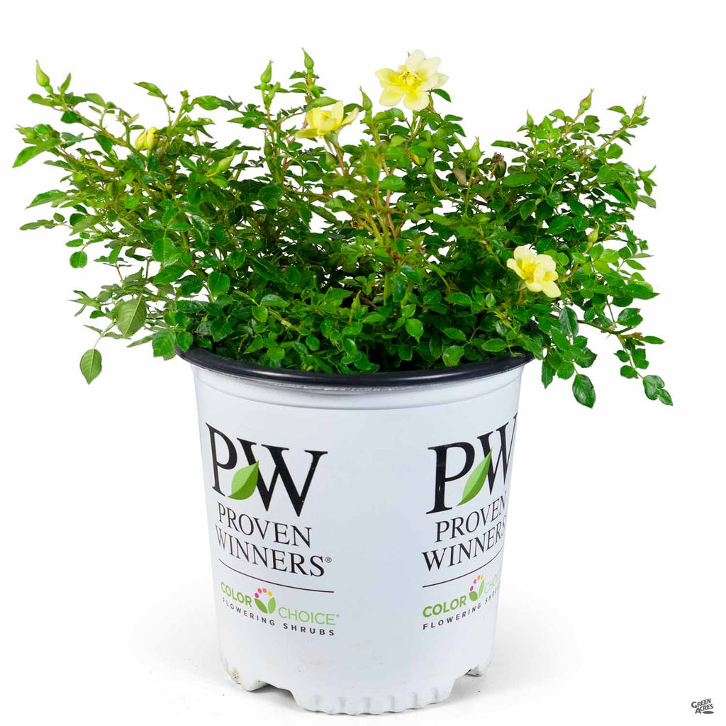 Oso Easy® Lemon Zest® Rose — Green Acres Nursery & Supply