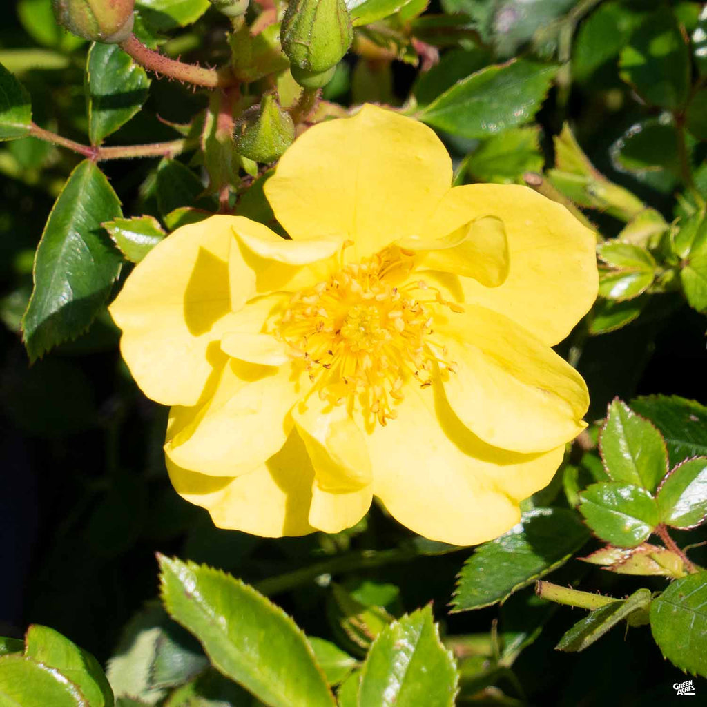 Rosa_OsoEasy_LemonZest_1024x10