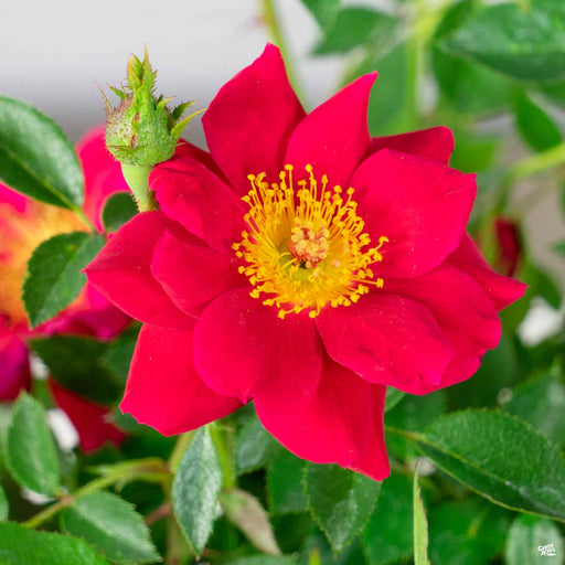 Rose 'Oso Easy Urban Legend' (Red)