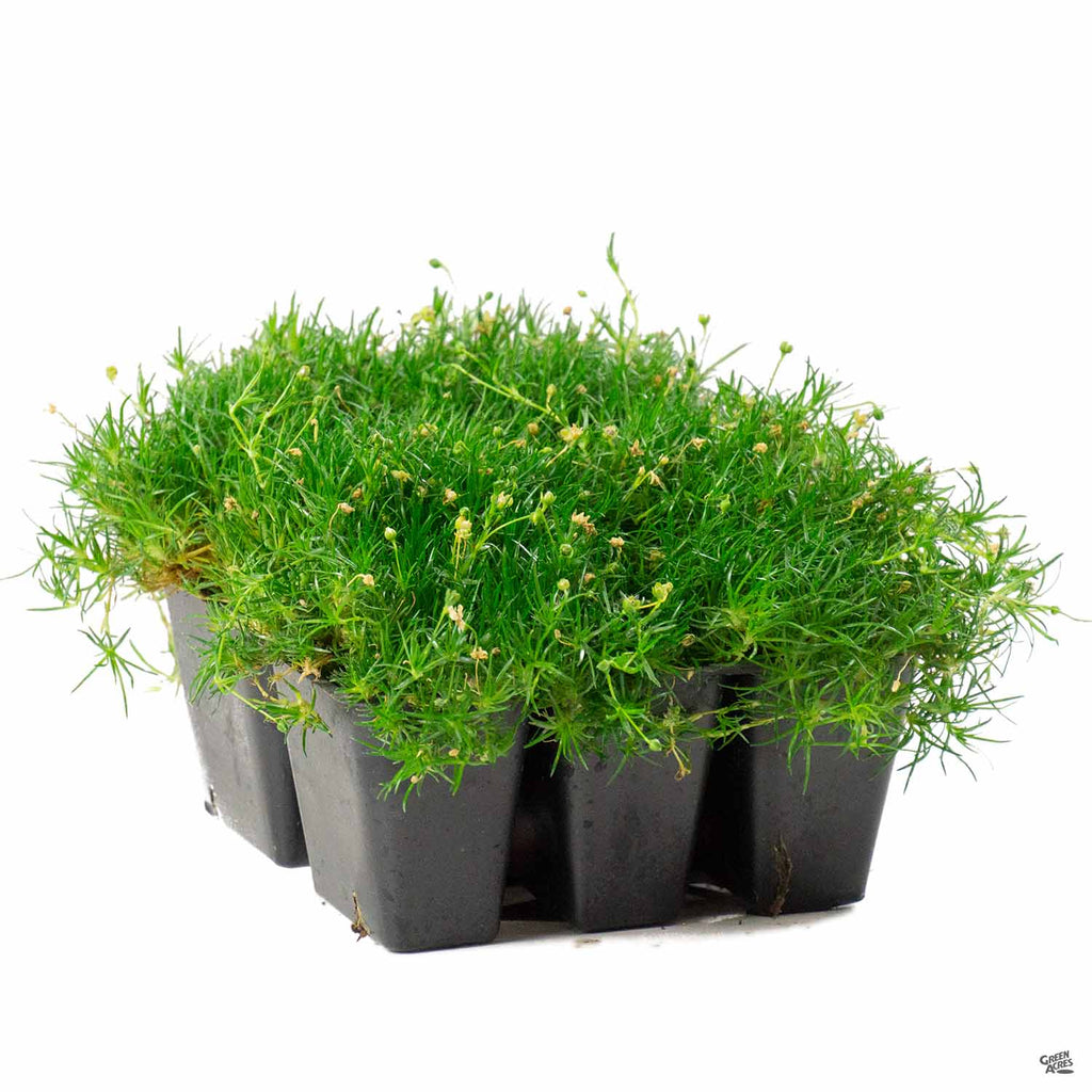 irish indoor plants Irish Moss — Green Acres Nursery & Supply