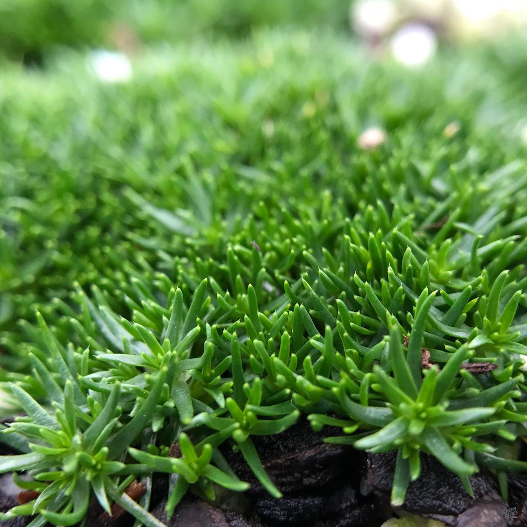 Irish Moss — Green Acres Nursery & Supply
