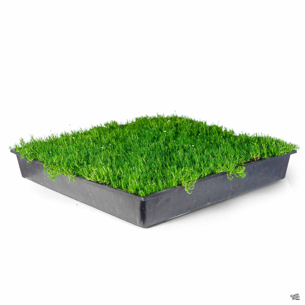 Successfully Growing Your Irish Moss (Sagina)