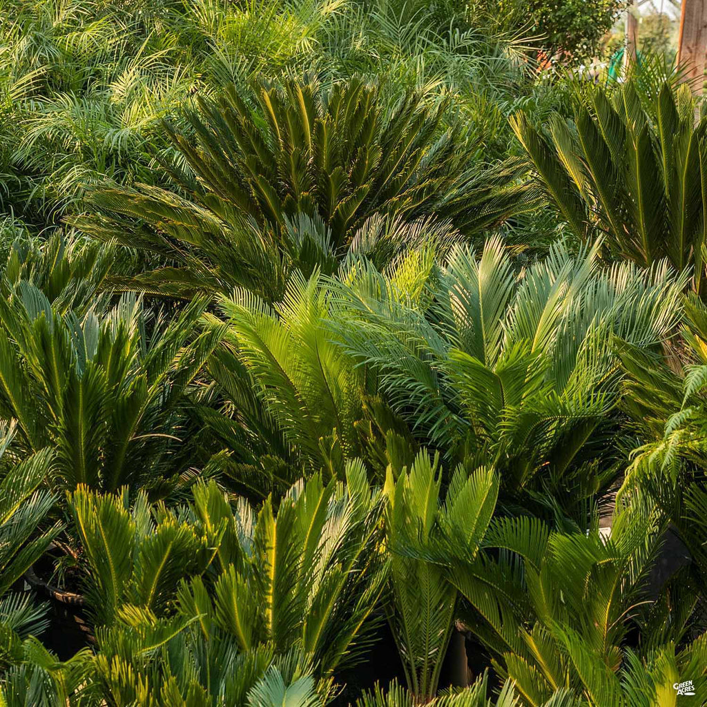 green sago palm plant Sago Palm — Green Acres Nursery & Supply