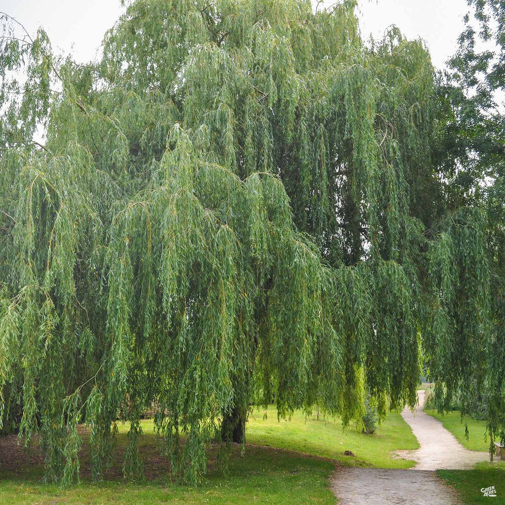 Weeping Willow — Green Acres Nursery & Supply