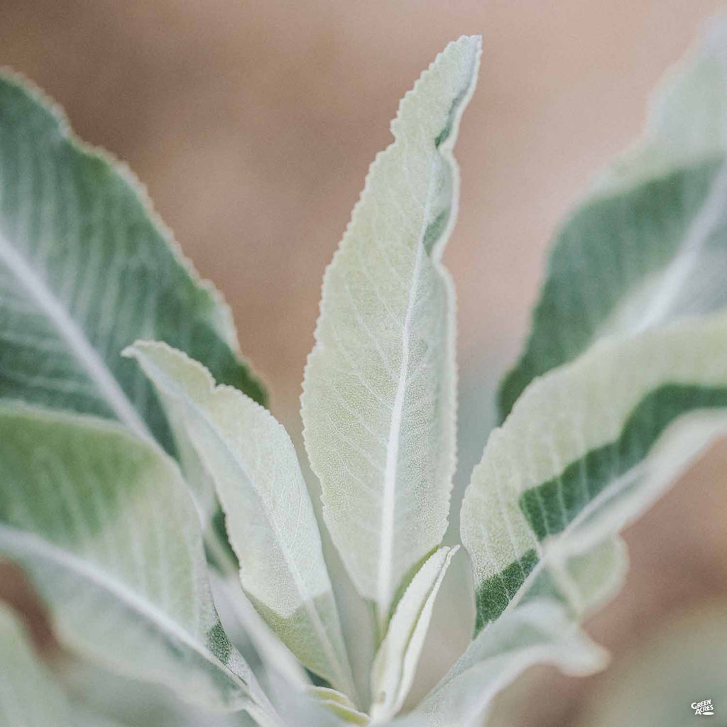 white sage indoor plant California White Sage — Green Acres Nursery & Supply