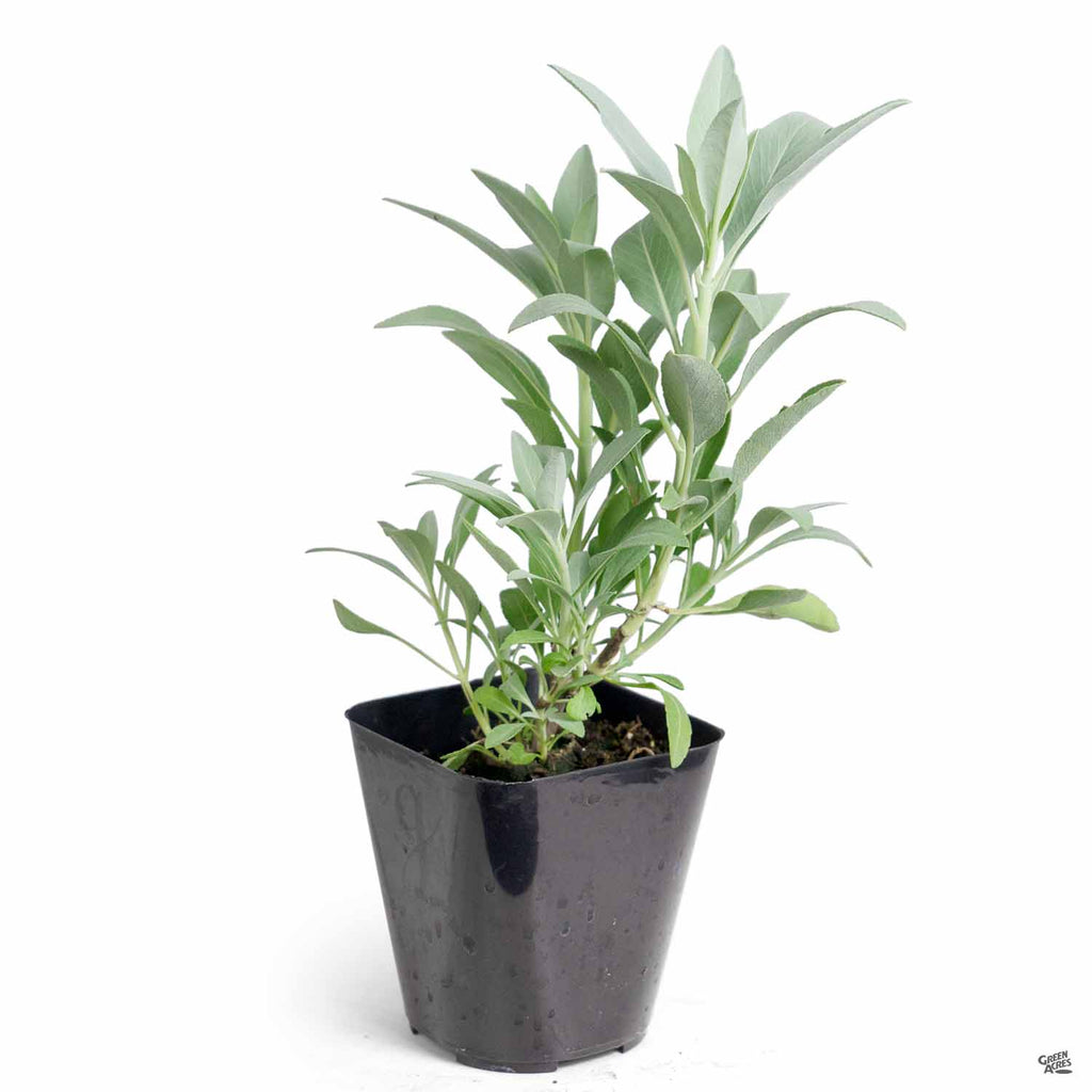 white sage potted plant California White Sage — Green Acres Nursery & Supply