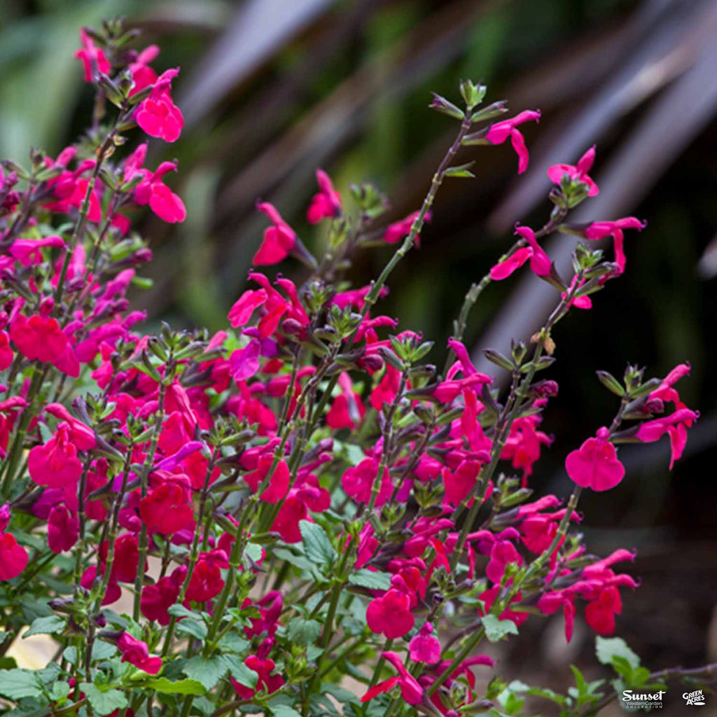 Sage 'Killer Cranberry' — Green Acres Nursery & Supply