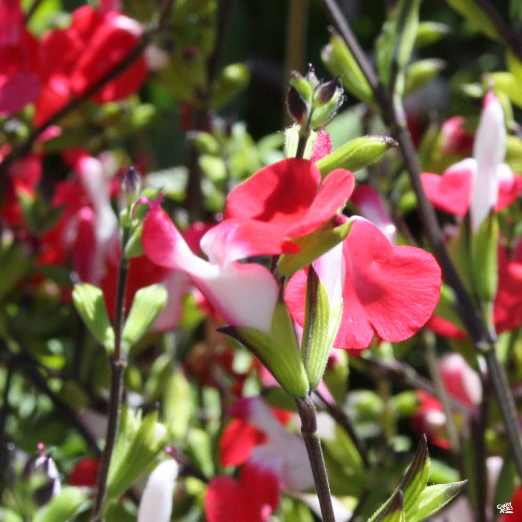 hot lips plant seeds Sage 'Hot Lips' — Green Acres Nursery & Supply