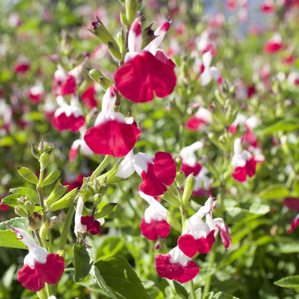hot lips flower seeds Sage 'Hot Lips' — Green Acres Nursery & Supply