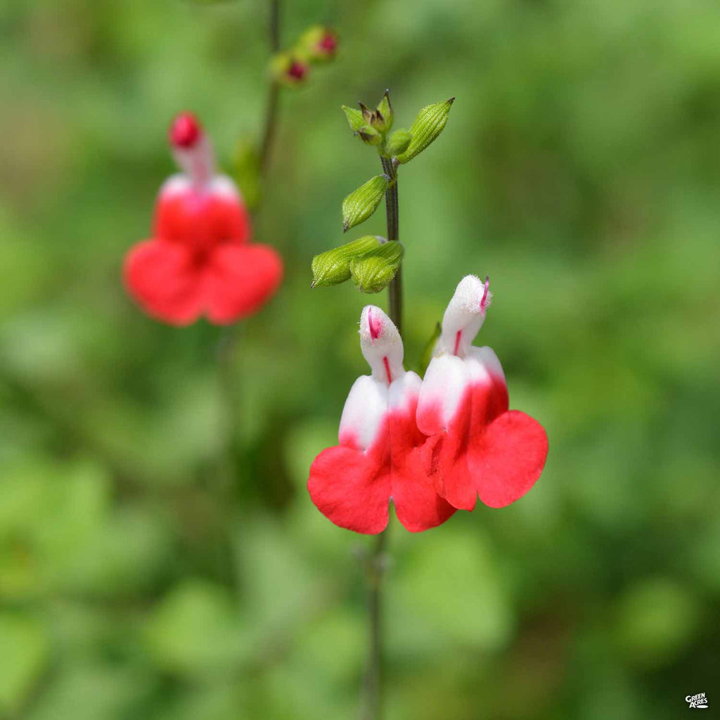 hot lips plant seeds Sage 'Hot Lips' — Green Acres Nursery & Supply