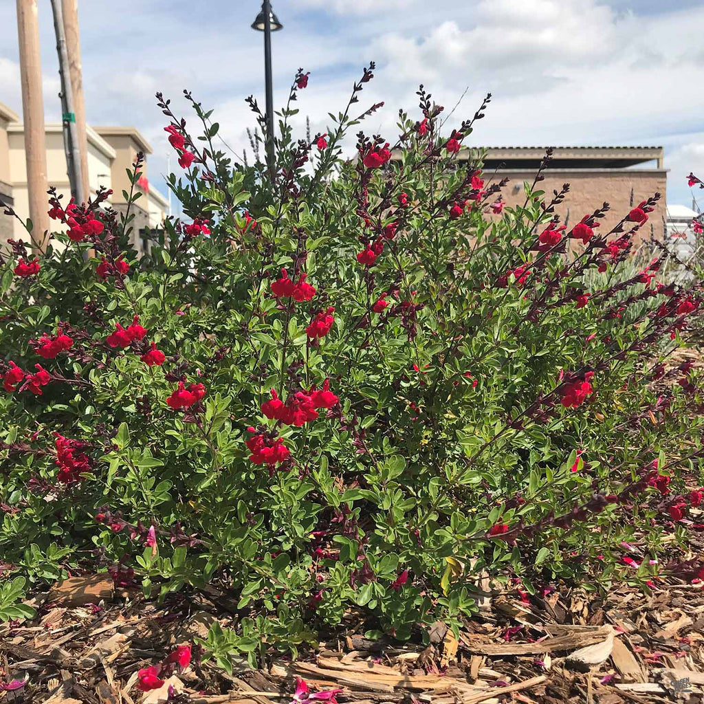 Sage 'Mirage' — Green Acres Nursery & Supply