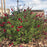 Salvia 'Mirage Cherry Red'