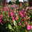 Salvia 'Mirage Hot Pink'