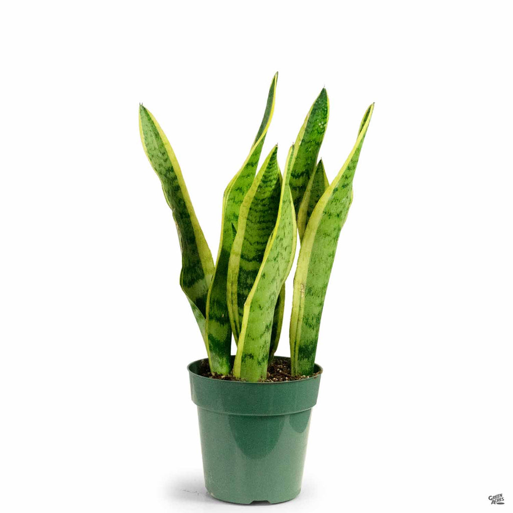 Snake Plant 'Laurentii' — Green Acres Nursery & Supply